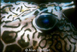 Cowfish eye. Nikonos V, 35 mm, 1:2 extension tube, SB 105... by Alan G. Miller 